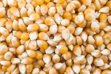 Kurutulmuş Mısır, beyaz arka plan üzerinde izole.