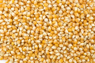 Kurutulmuş Mısır, beyaz arka plan üzerinde izole.