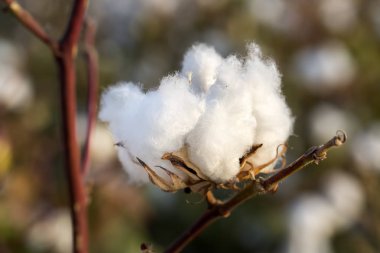 Pamuk tarlalarında hasat için tarım fotoğraf hazır. 