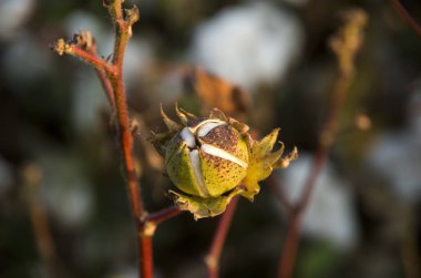 Pamuk tarlalarında hasat için tarım fotoğraf hazır. 