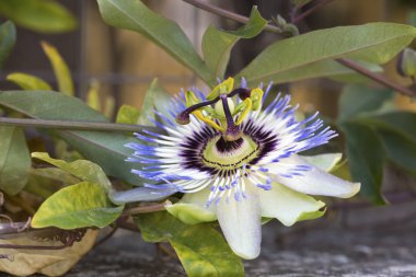 kokuşmuş Çarkıfelek, leş gibi passio scarletfruit Çarkıfelek