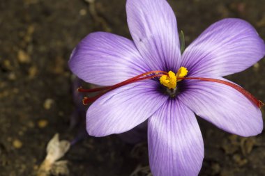 Vahşi doğada yetişen çiçek tarlalarının manzarası. Mor krokoz büyüyor..