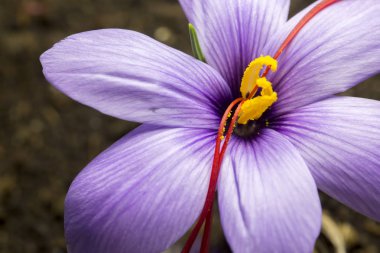 Vahşi doğada yetişen çiçek tarlalarının manzarası. Mor krokoz büyüyor..