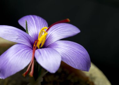 Vahşi doğada yetişen çiçek tarlalarının manzarası. Mor krokoz büyüyor..