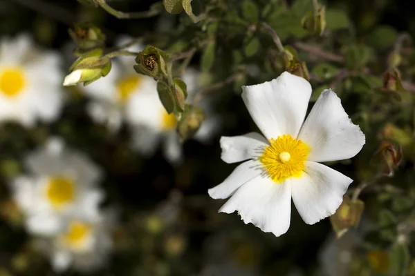 Wild Flower White Cistus Nature Floral Photo — Stock Photo, Image