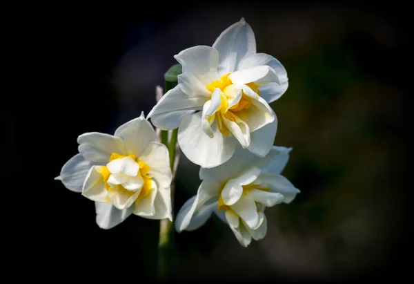 Leuchtend Blühende Narzissen Blühende Narzissenblüten Narzissen Frühling — Stockfoto