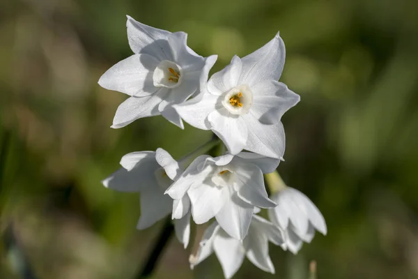 Leuchtend Blühende Narzissen Blühende Narzissenblüten Narzissen Frühling — Stockfoto