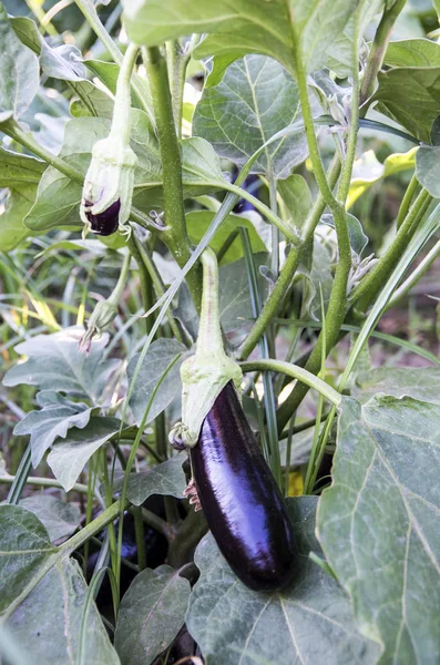 Färska Ekologiska Naturliga Jordbruket Aubergine Fältet Skörd — Stockfoto