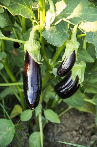 Verse Biologische Natuurlijke Landbouw Aubergine Veld Oogst — Stockfoto