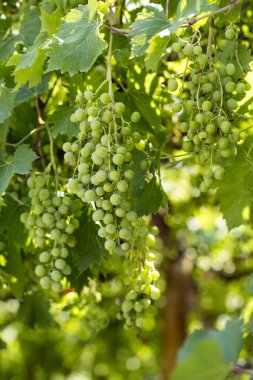 Taze organik üzümler, üzüm bağları. Türkiye / İzmir / Foca