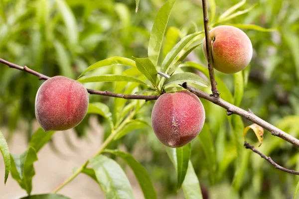 Peach tree with fruits growing in the garden