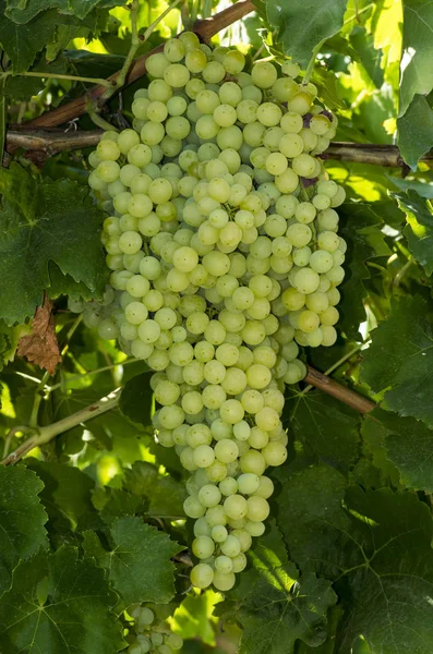 Свіжий Органічний Виноград Виноградники Turkey Izmir Foca — стокове фото