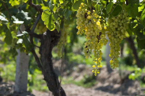 Uvas Orgânicas Frescas Vinhas Turquia Izmir Foca — Fotografia de Stock