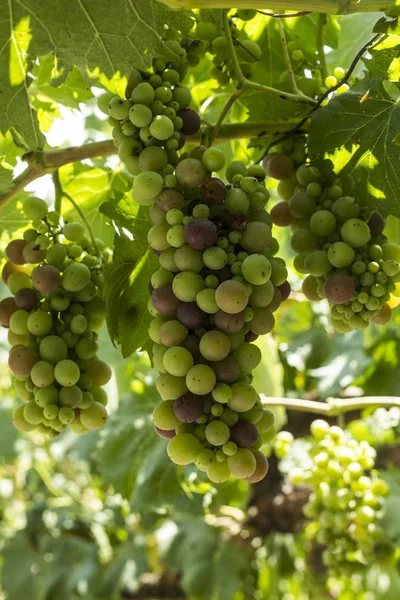 Свежий Органический Виноград Виноградники Турция Измир Foca — стоковое фото