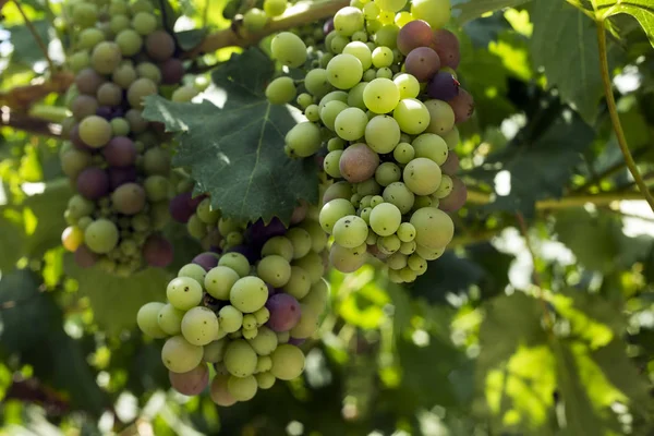 Fresh Organic Grapes Vineyards Turkey Izmir Foca — Stock Photo, Image