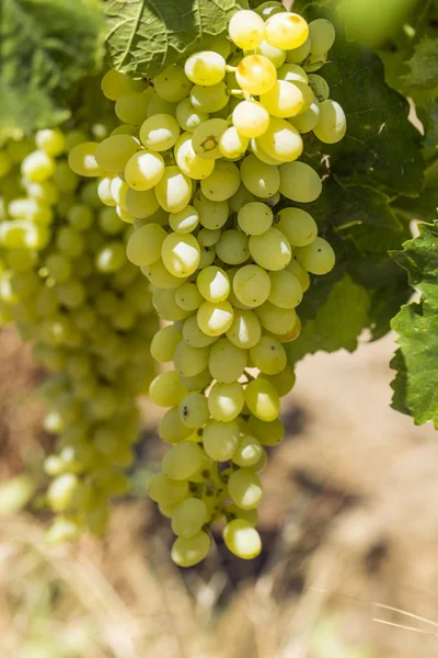 Verse Biologische Druiven Wijngaarden Turkije Izmir Foca — Stockfoto