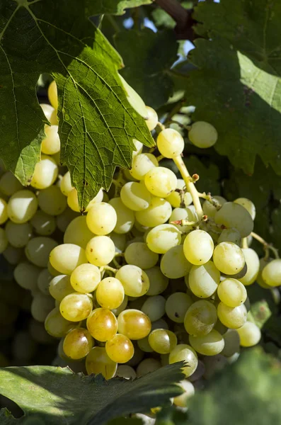 Uve Fresche Biologiche Vigneti Turchia Smirne Foca — Foto Stock