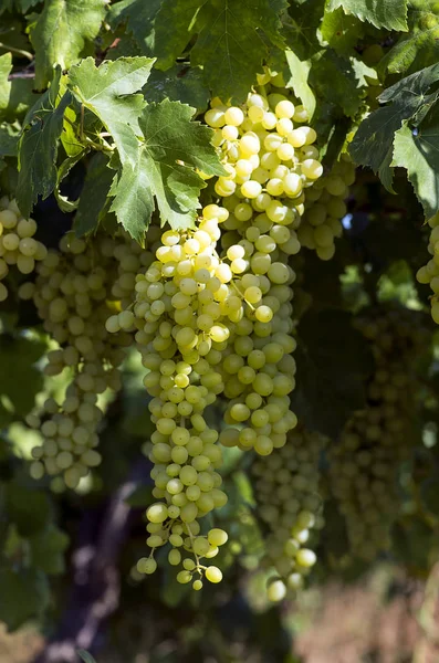 Uve Fresche Biologiche Vigneti Turchia Smirne Foca — Foto Stock