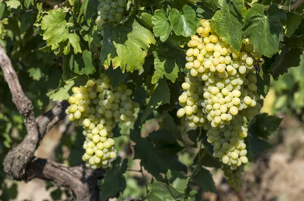 Uvas Orgânicas Frescas Vinhas Turquia Izmir Foca — Fotografia de Stock