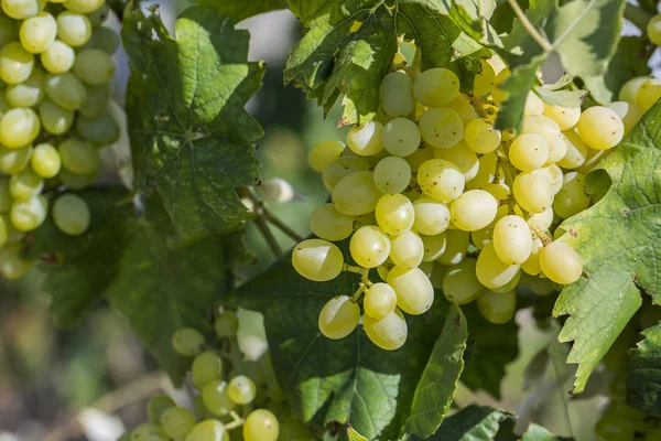 Uvas Orgânicas Frescas Vinhas Turquia Izmir Foca — Fotografia de Stock