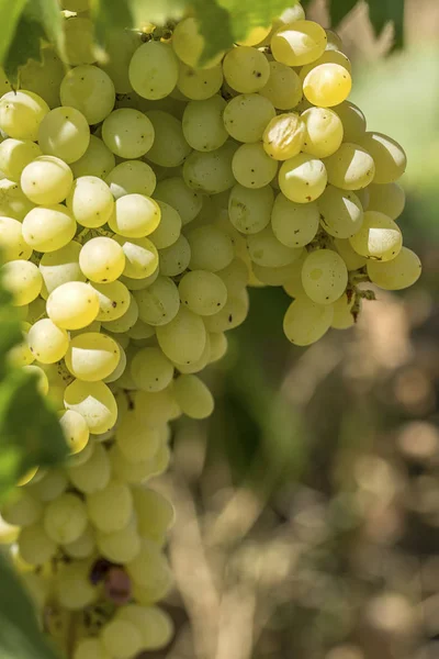 Свежий Органический Виноград Виноградники Турция Измир Foca — стоковое фото