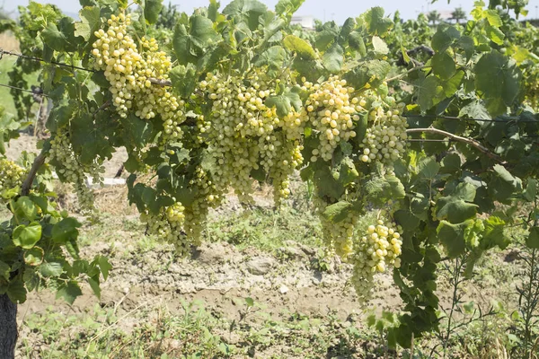 Čerstvé Organické Hrozny Vinice Turecko Izmir Foca — Stock fotografie