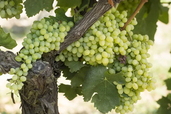 Uvas Orgánicas Frescas Viñedos Turquía Esmirna Foca — Foto de Stock