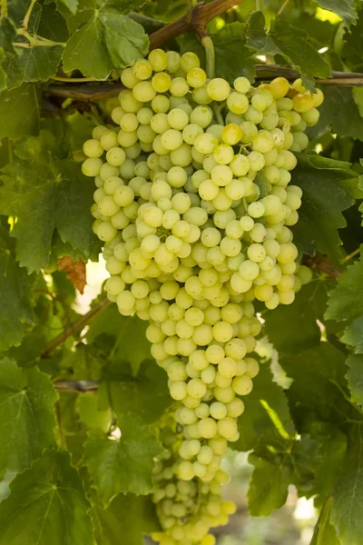 Fresh Organic Grapes Vineyards Turkey Izmir Foca — Stock Photo, Image