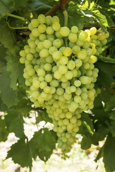 Świeże Organiczne Winogrona Winnice Turcja Izmir Foca — Zdjęcie stockowe