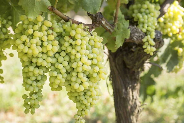 Uvas Orgánicas Frescas Viñedos Turquía Esmirna Foca — Foto de Stock