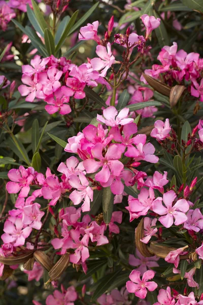 Bloeiende Roze Oleanders Bloemen Nerium Tuin — Stockfoto