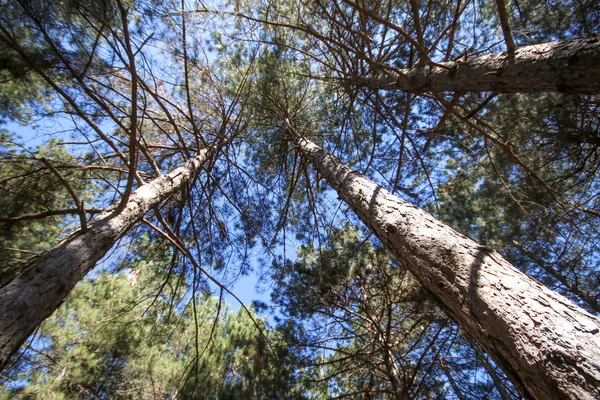 Hermoso Bosque Verano Con Diferentes Árboles Bosque Pinos — Foto de Stock