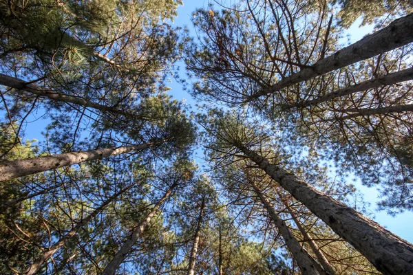 Hermoso Bosque Verano Con Diferentes Árboles Bosque Pinos — Foto de Stock
