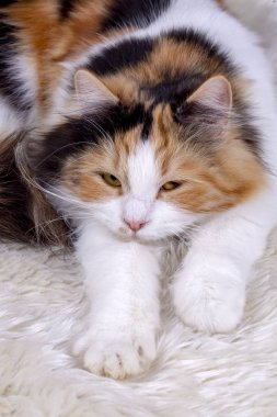 Evde beslenen hayvan hayvan; şirin kedi kapalı. Şirin yavru kedi. 