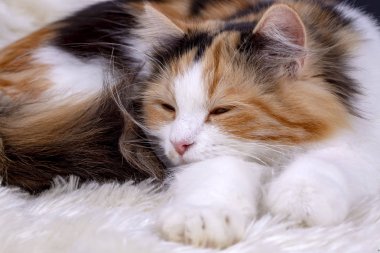 Evde beslenen hayvan hayvan; şirin kedi kapalı. Şirin yavru kedi. 