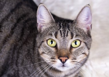 Evde beslenen hayvan hayvan; şirin kedi kapalı. Şirin yavru kedi. 