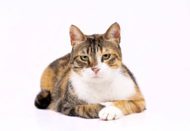 Evde beslenen hayvan hayvan; şirin kedi kapalı. Şirin yavru kedi. 