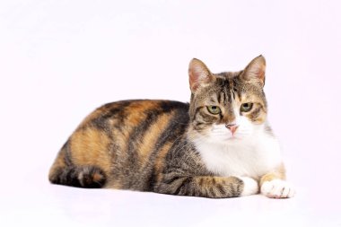 Evde beslenen hayvan hayvan; şirin kedi kapalı. Şirin yavru kedi. 