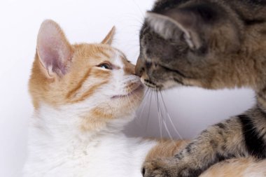 Evde beslenen hayvan hayvan; şirin kedi kapalı. Şirin yavru kedi. 