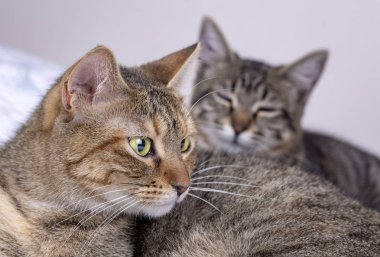 Evde beslenen hayvan hayvan; şirin kedi kapalı. Şirin yavru kedi. 