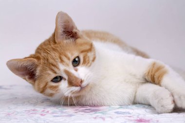 Evde beslenen hayvan hayvan; şirin kedi kapalı. Şirin yavru kedi. 