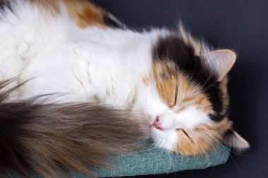 Evde beslenen hayvan hayvan; şirin kedi kapalı. Şirin yavru kedi. 