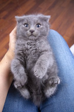 Evde beslenen hayvan hayvan; şirin kedi kapalı. Şirin yavru kedi. 