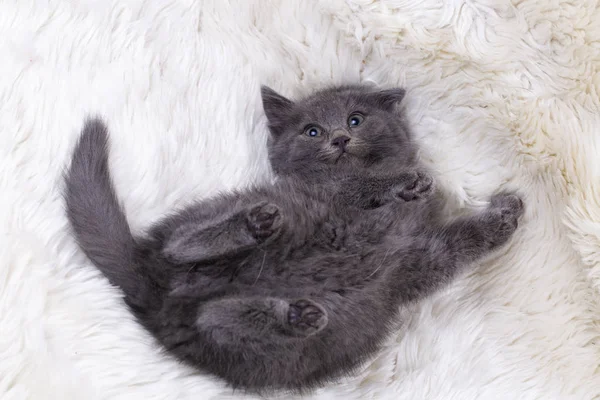 Zwierzę Domowe Ładny Kot Kryty Kitten Słodkie Kot — Zdjęcie stockowe