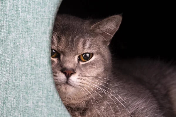 Pet Animal Cute Cat Indoor Cute Kitten Cat — Stock Photo, Image