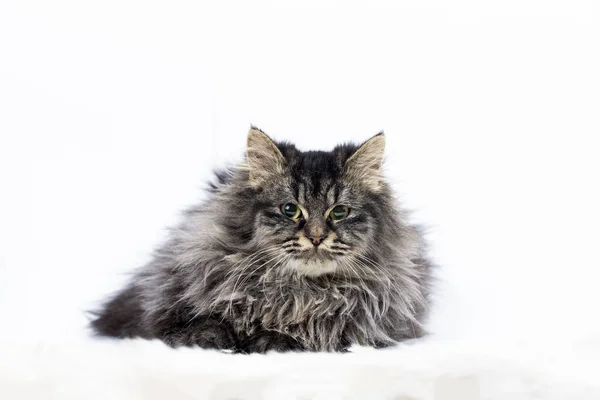 Haustier Niedliche Katze Drinnen Süße Katze — Stockfoto