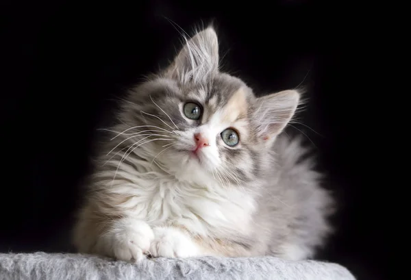 Pet Animal Cute Cat Indoor Cute Kitten Cat — Stock Photo, Image