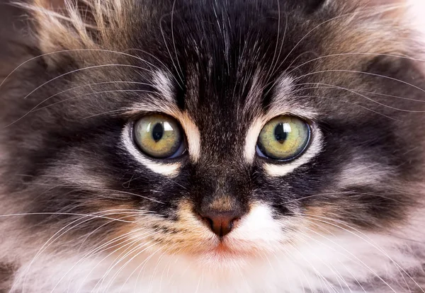 Gezelschapsdier Schattige Kat Binnen Leuk Katje Kat — Stockfoto