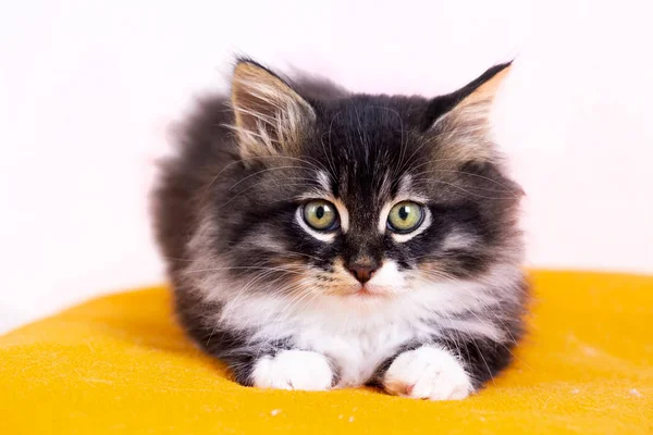 Κατοικίδιο Ζώο Χαριτωμένο Γάτα Εσωτερική Χαριτωμένο Γατάκι Γάτα — Φωτογραφία Αρχείου
