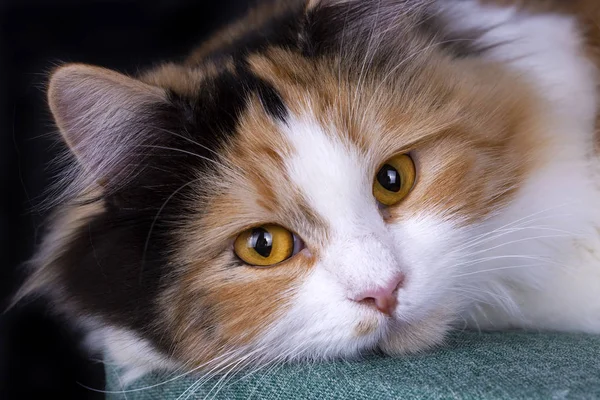 Evde Beslenen Hayvan Hayvan Şirin Kedi Kapalı Şirin Yavru Kedi — Stok fotoğraf